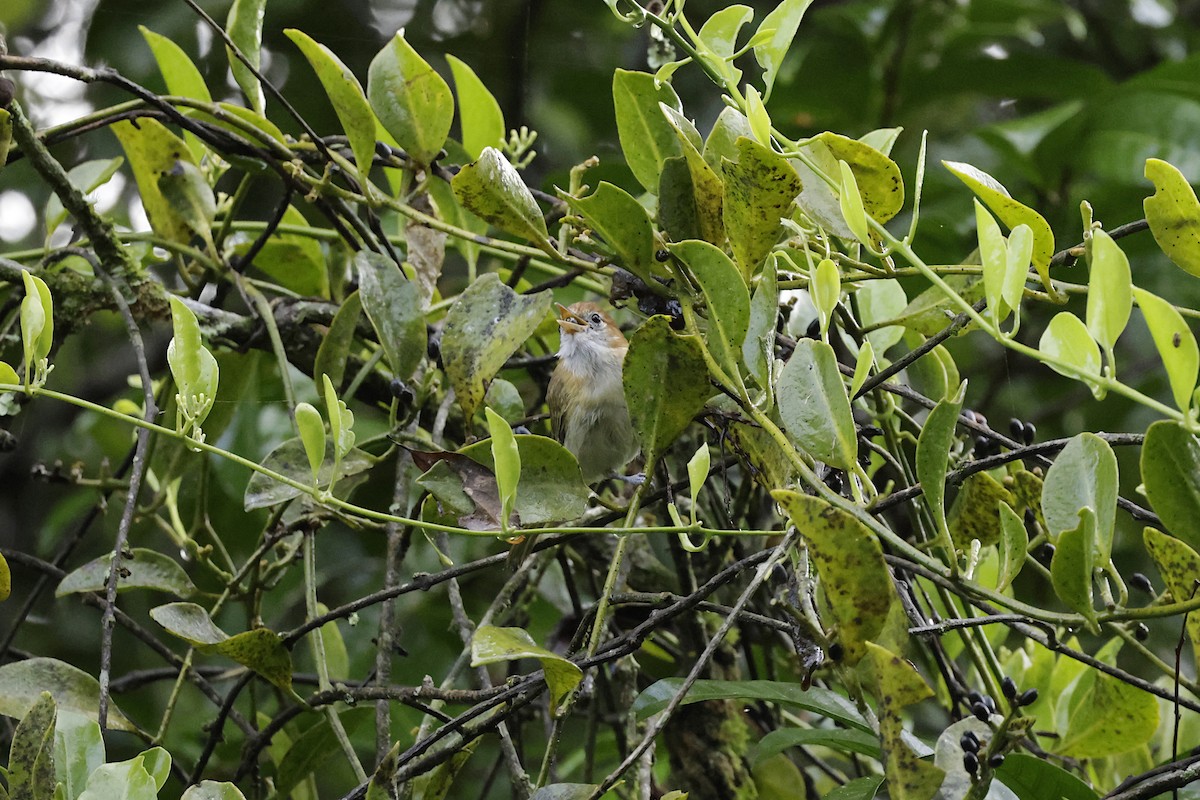 Rufous-naped Greenlet - ML624200230