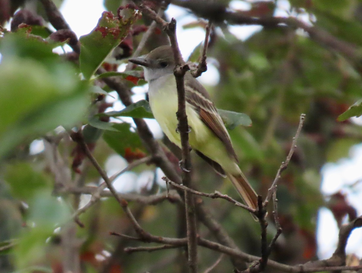 Great Crested Flycatcher - ML624200233