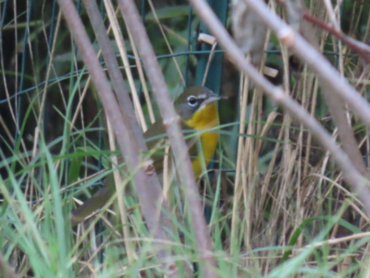 Yellow-breasted Chat - ML624200252