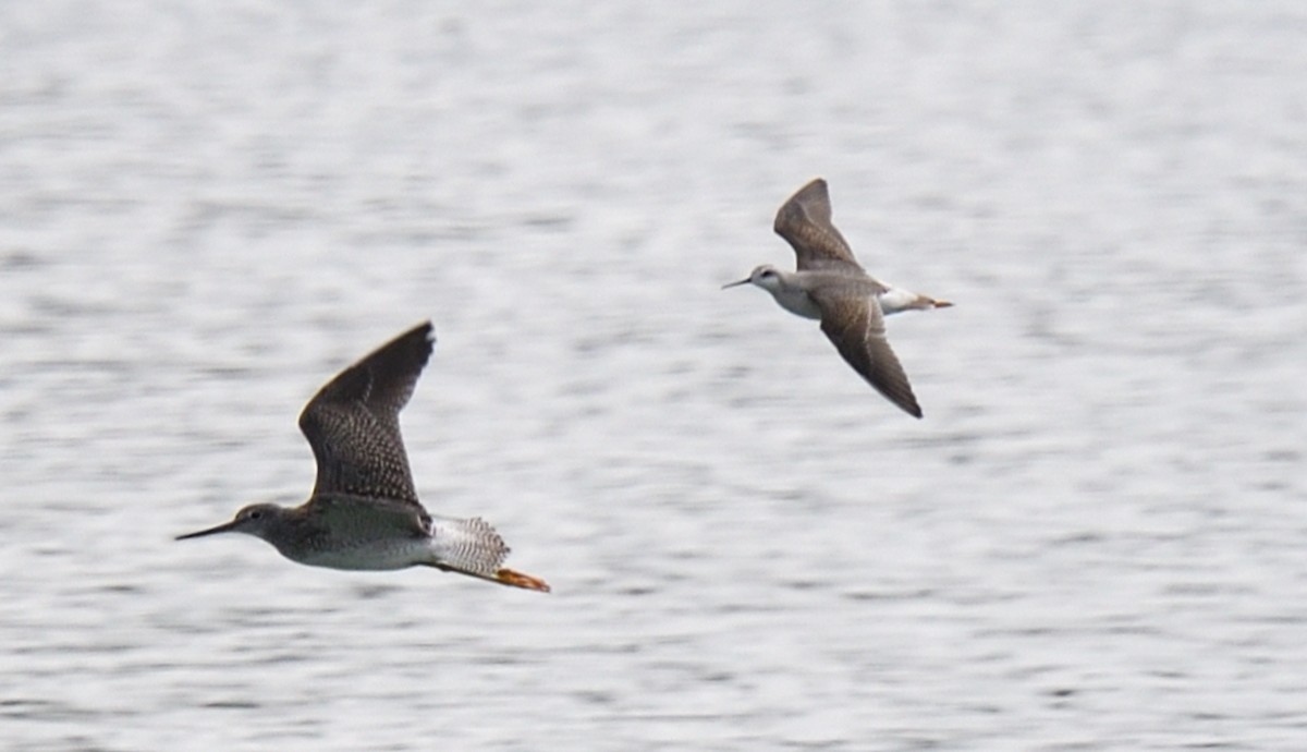 Wilson's Phalarope - ML624200269