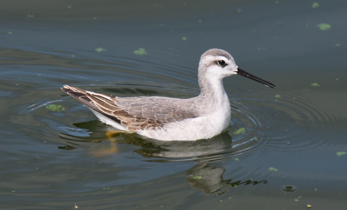 Wilson's Phalarope - ML624200270