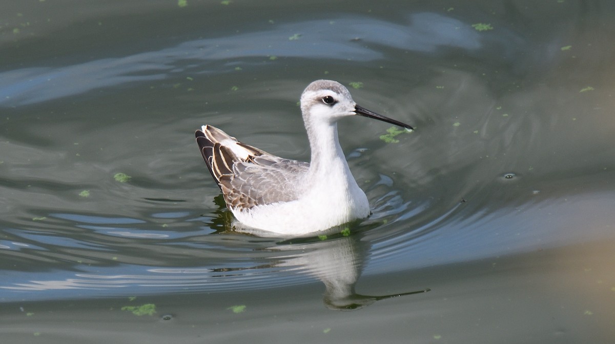 Wilson's Phalarope - ML624200271