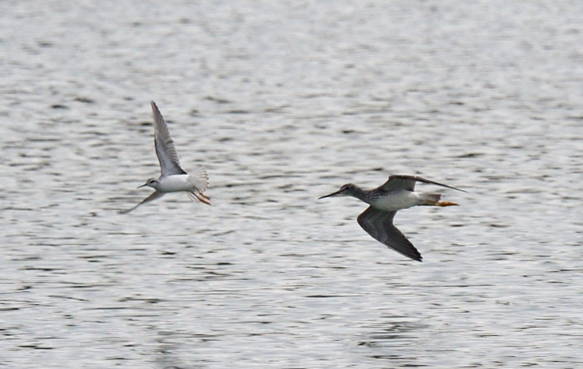 Wilson's Phalarope - Dominic Sherony