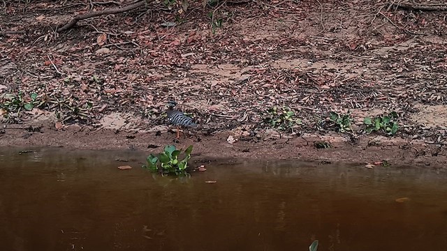 Sunbittern - ML624200273