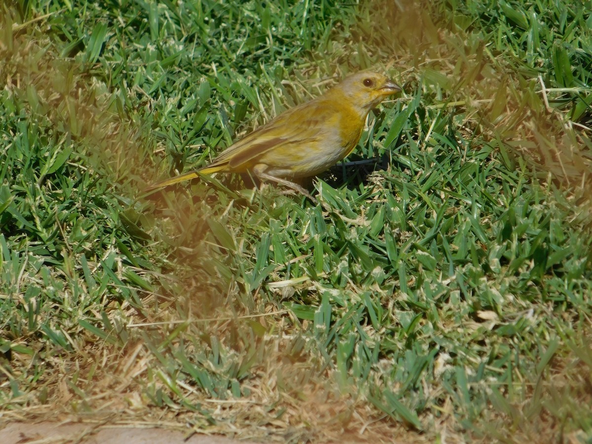 Saffron Finch - ML624200278