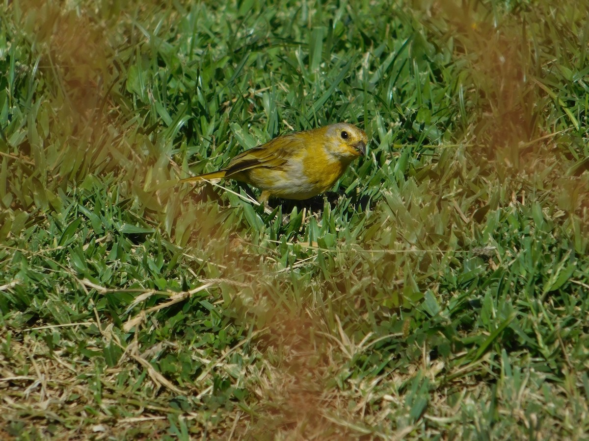 Saffron Finch - ML624200279