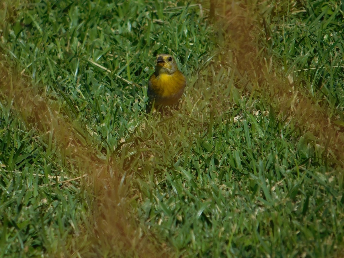 Saffron Finch - ML624200280