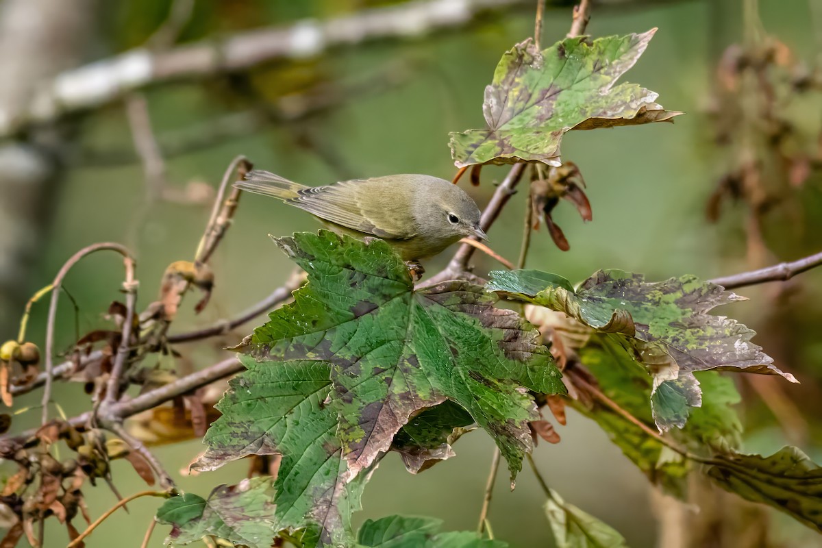 Orange-crowned Warbler - ML624200282