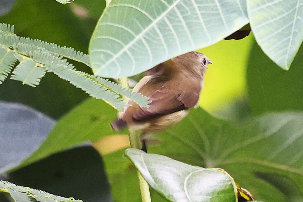 Nilgiri Flowerpecker - ML624200293