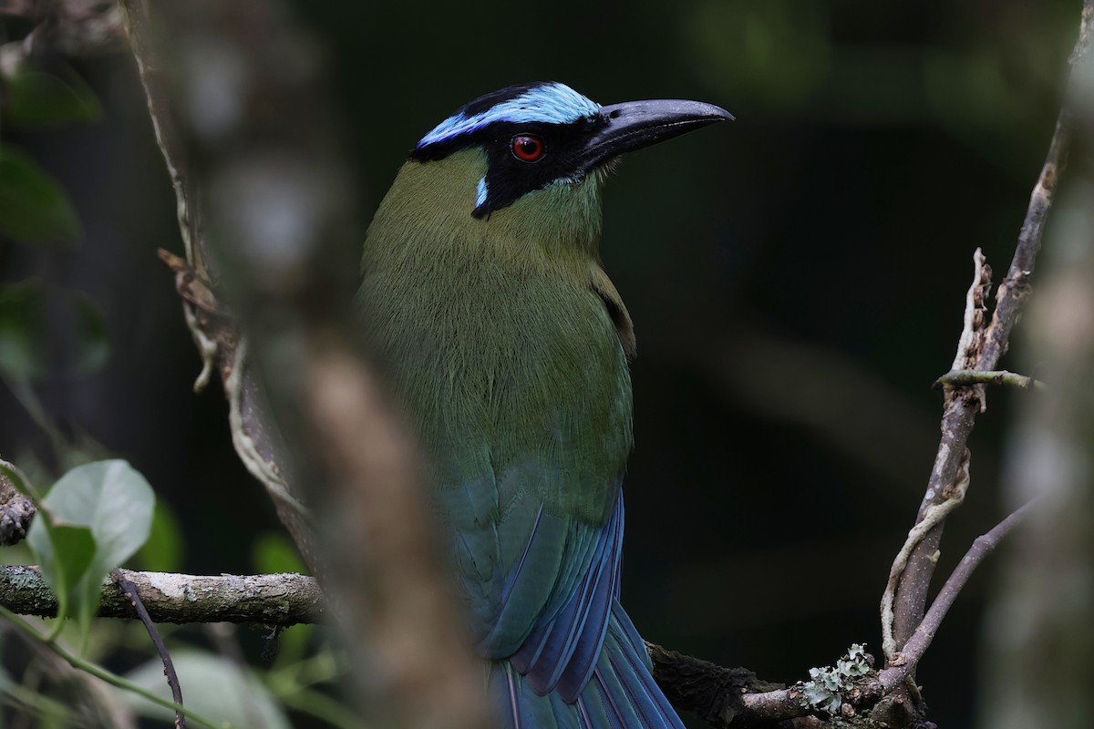 bergmotmot - ML624200302