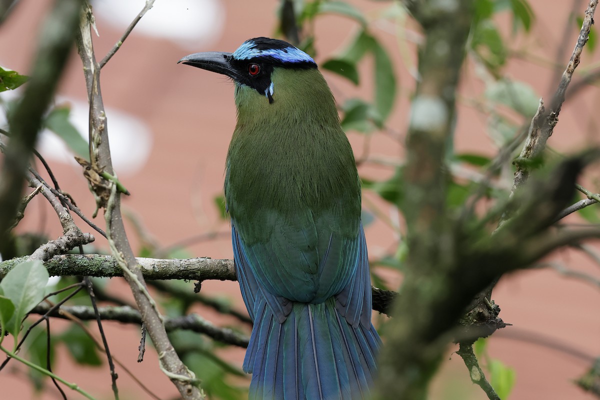 bergmotmot - ML624200303