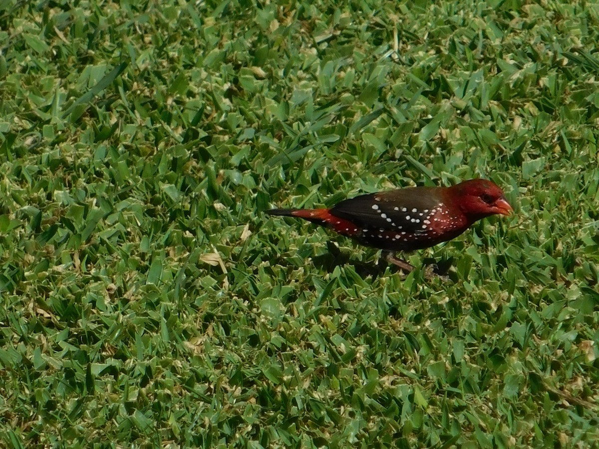 Red Avadavat - ML624200306