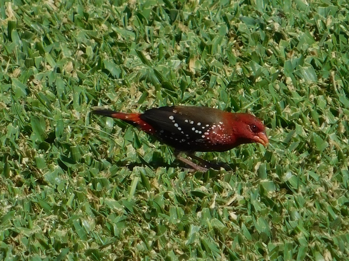 Red Avadavat - ML624200308