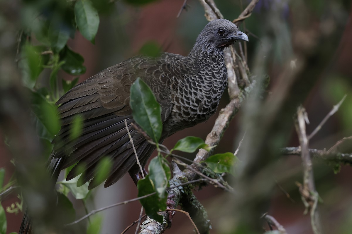 Colombian Chachalaca - ML624200317