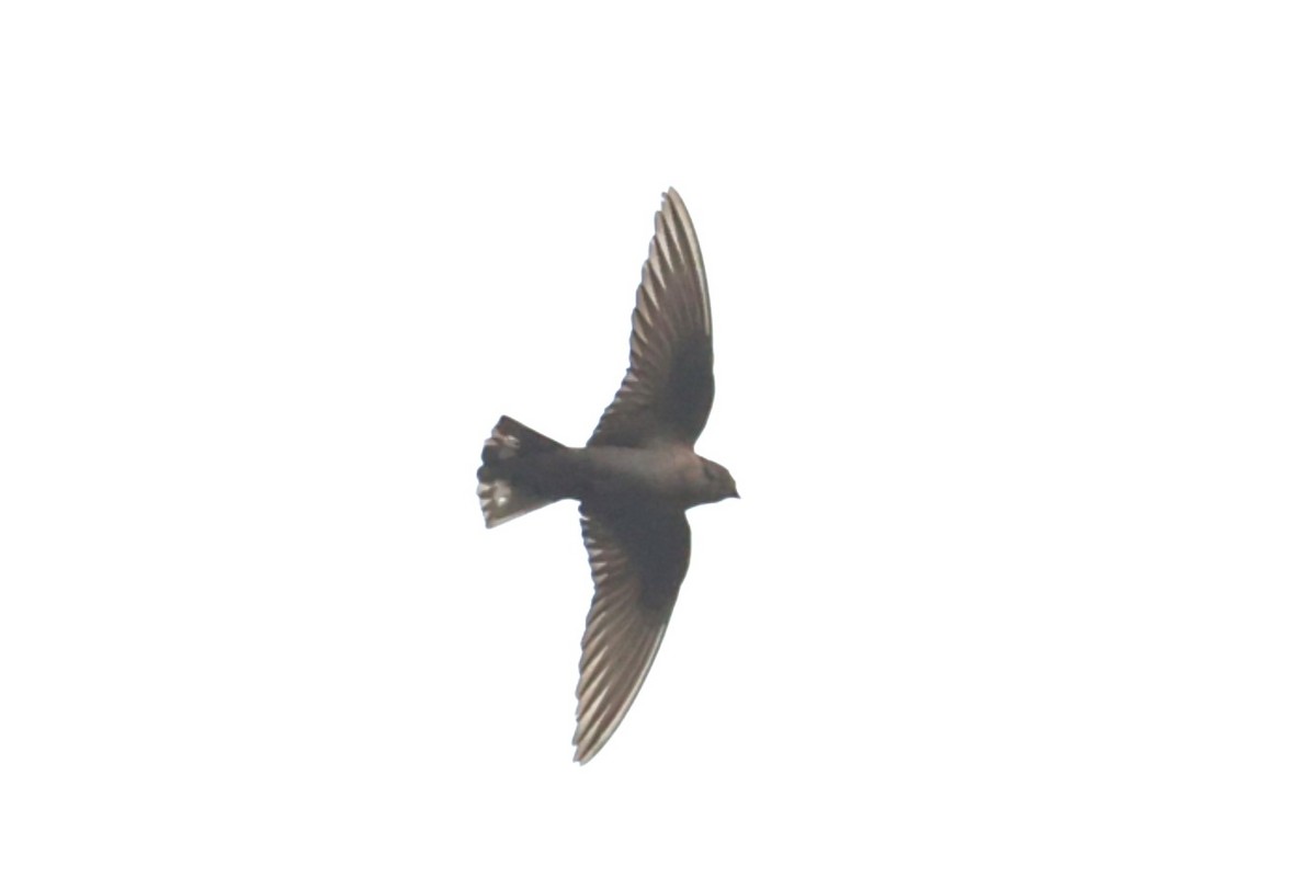 Dusky Crag-Martin - ML624200330