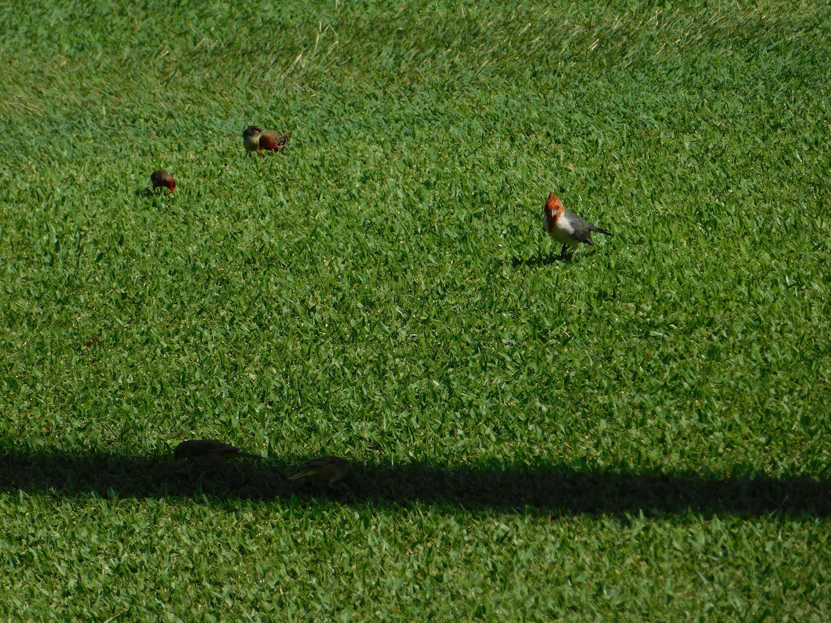 Red-crested Cardinal - ML624200336