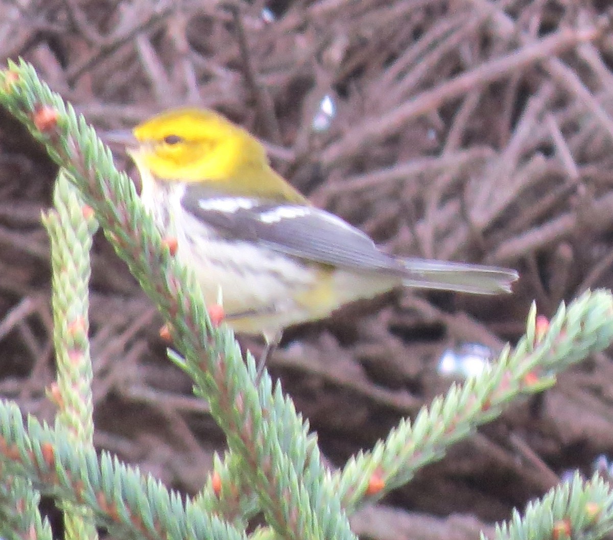 Black-throated Green Warbler - ML624200355