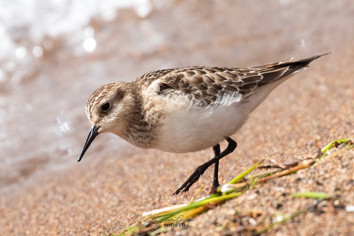 gulbrystsnipe - ML624200373