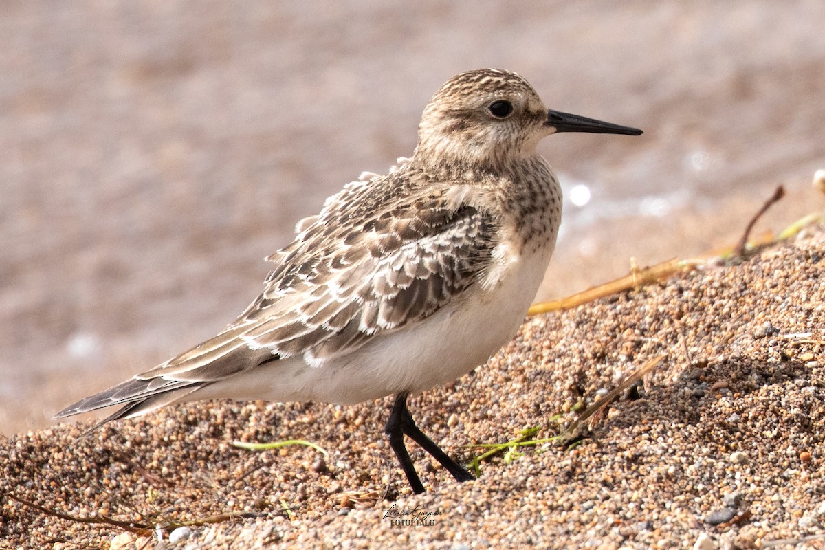 Baird's Sandpiper - Libelia Guzmán