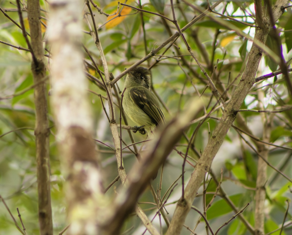 Sepia-capped Flycatcher - ML624200393