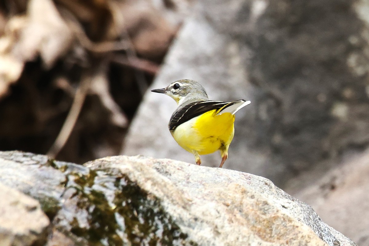 Gray Wagtail - ML624200398