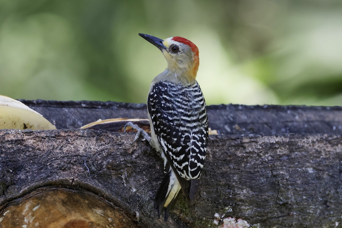 Red-crowned Woodpecker - ML624200434