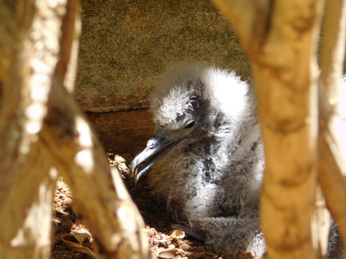 Wedge-tailed Shearwater - ML624200444