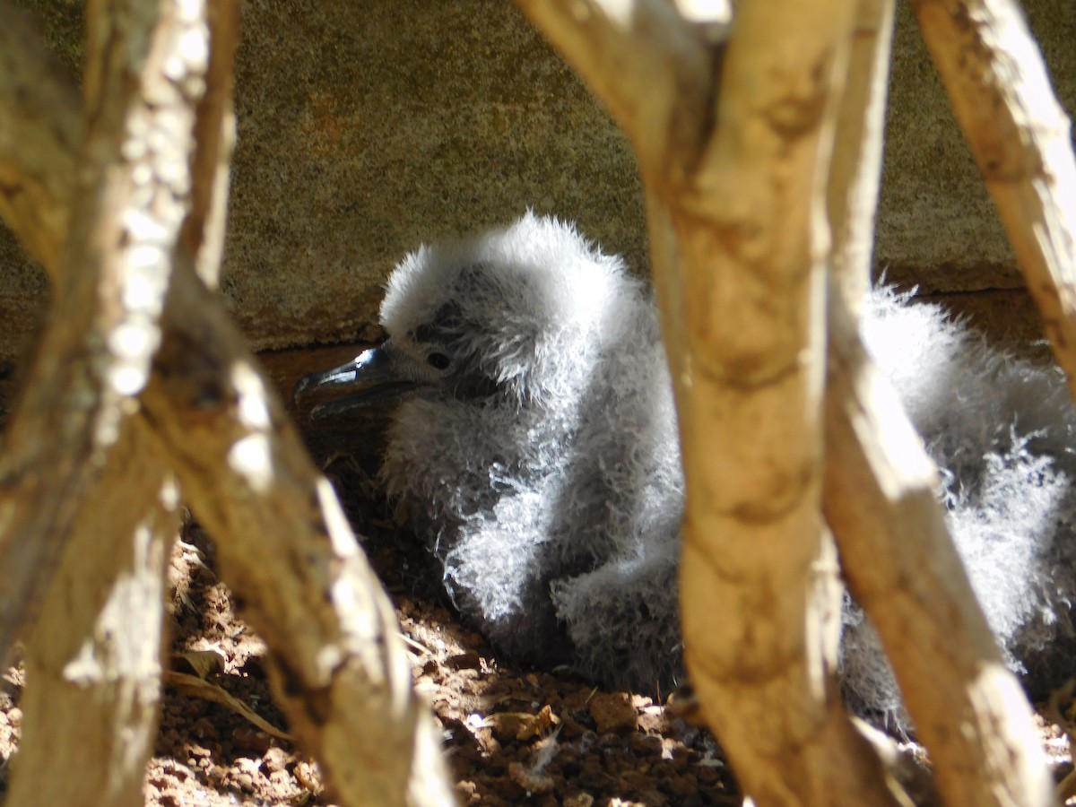 Wedge-tailed Shearwater - ML624200445