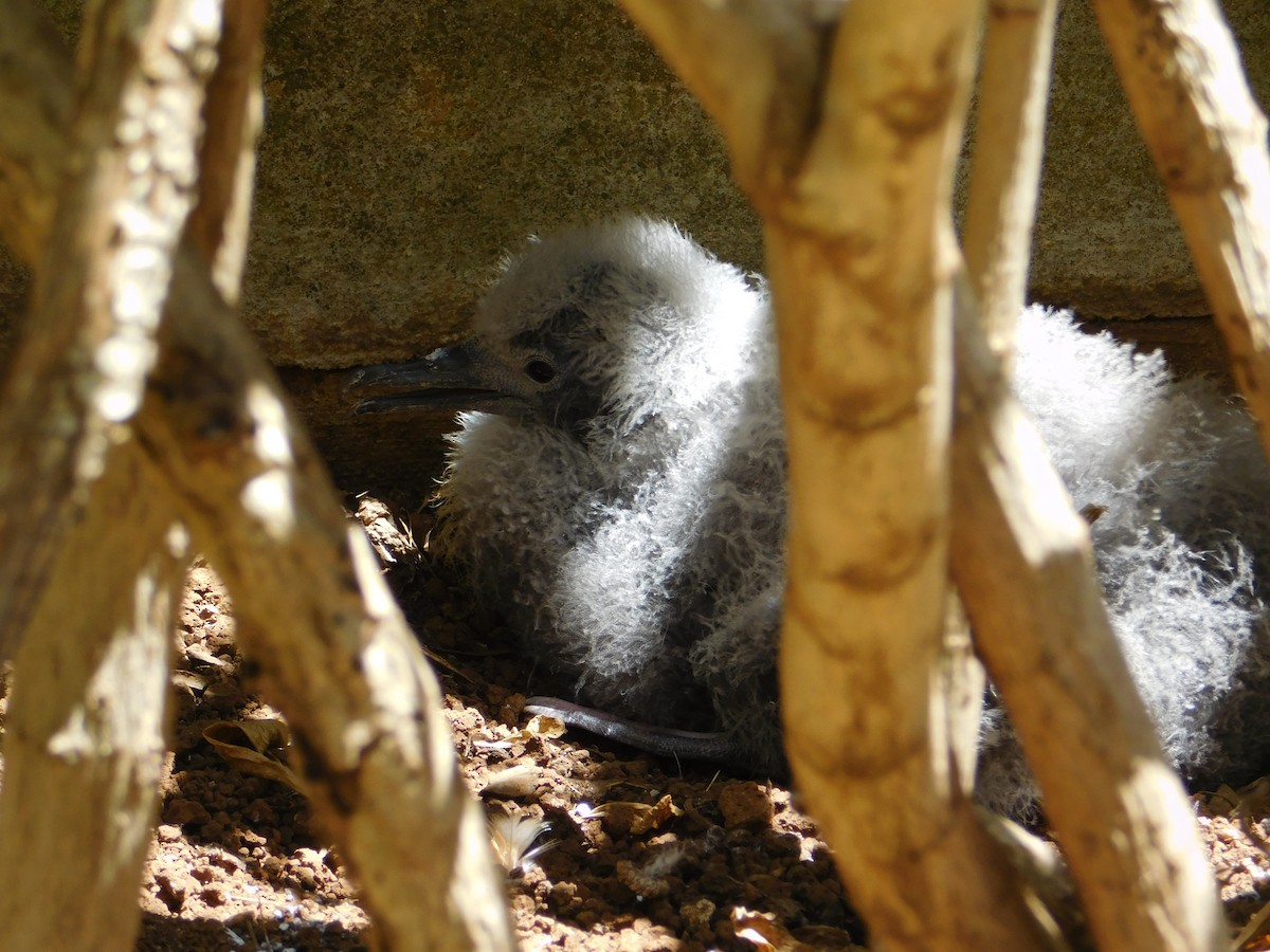 Wedge-tailed Shearwater - ML624200446