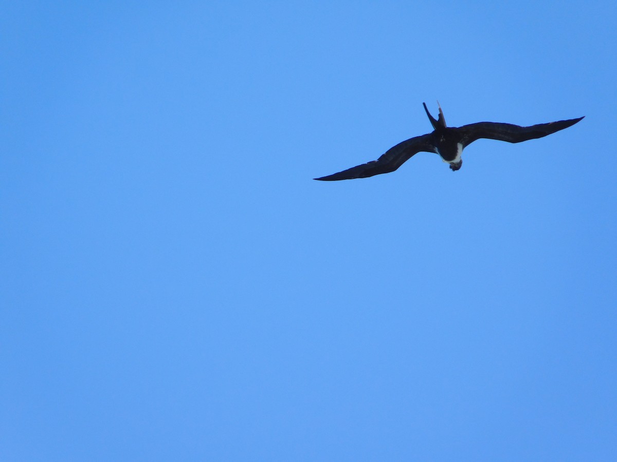 Great Frigatebird - ML624200457