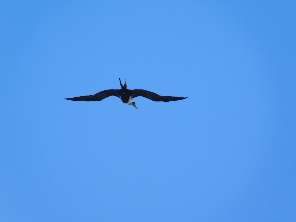 Great Frigatebird - ML624200458