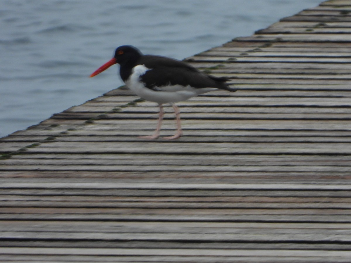 American Oystercatcher - ML624200467