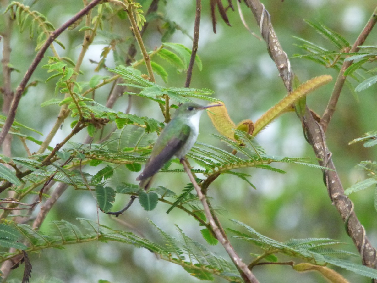 シロハラエメラルドハチドリ - ML624200471