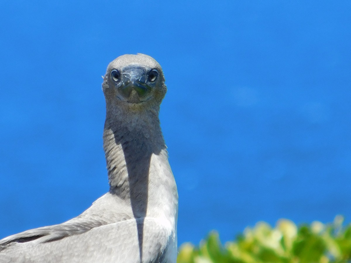 Red-footed Booby - ML624200473