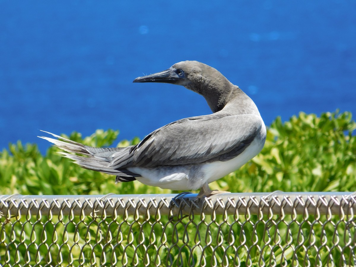 Red-footed Booby - ML624200474