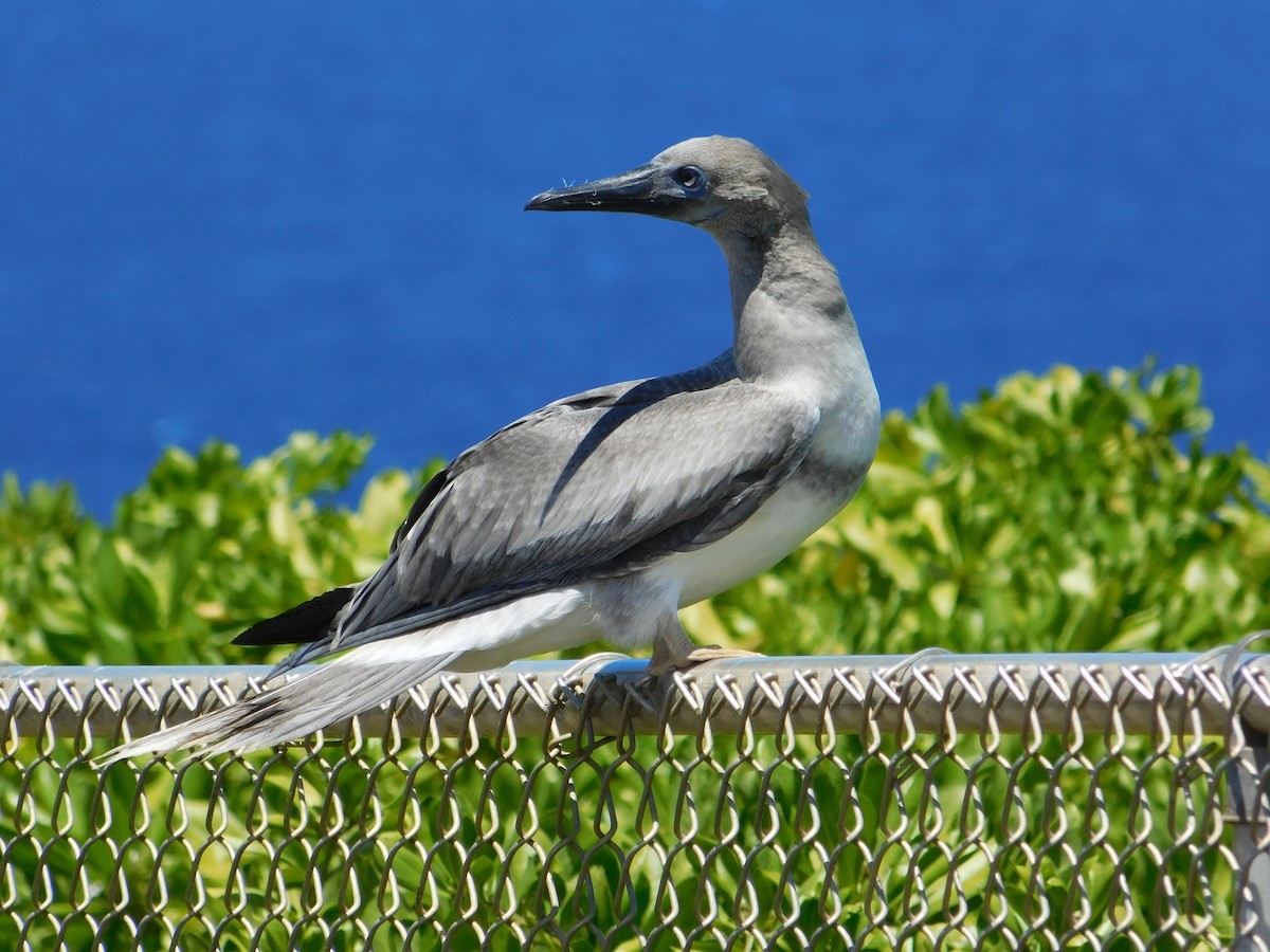 Red-footed Booby - ML624200475