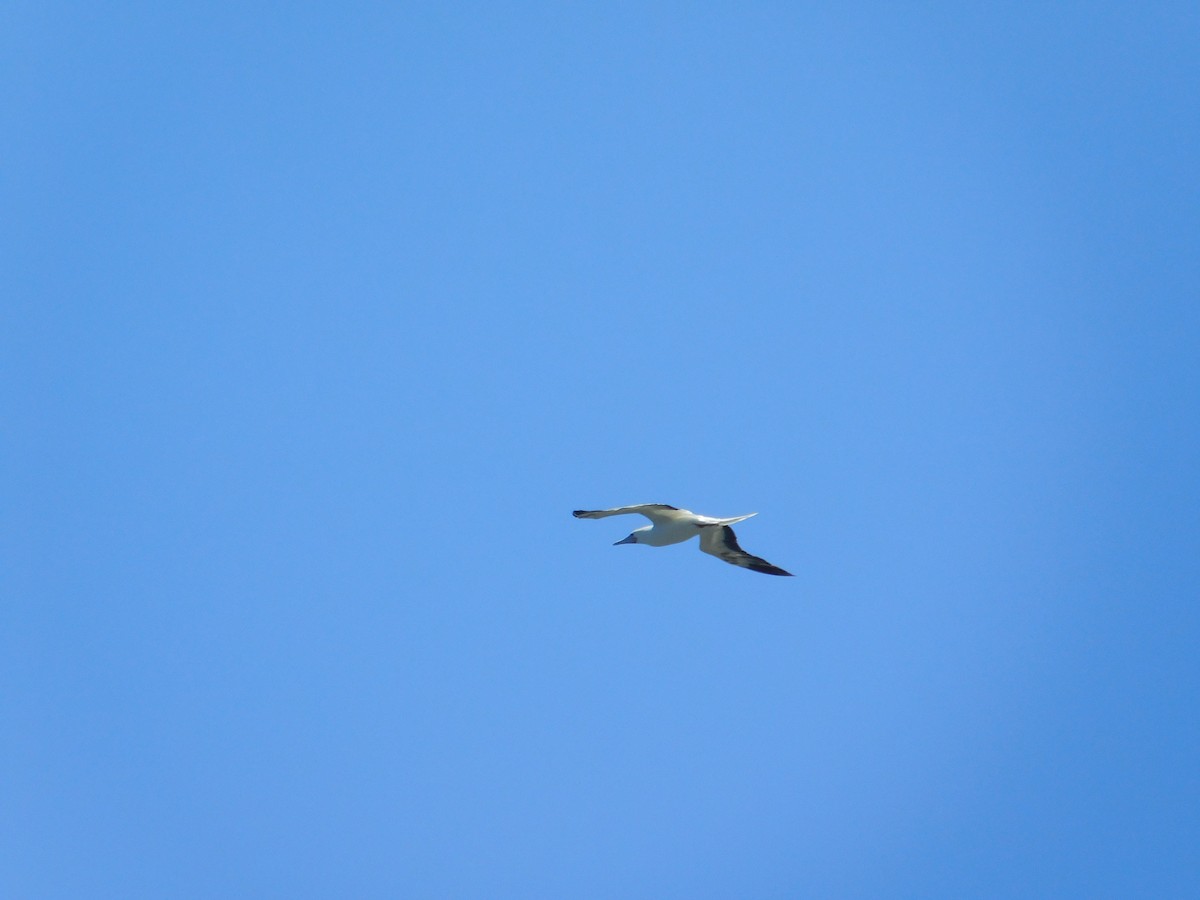 Red-footed Booby - ML624200477