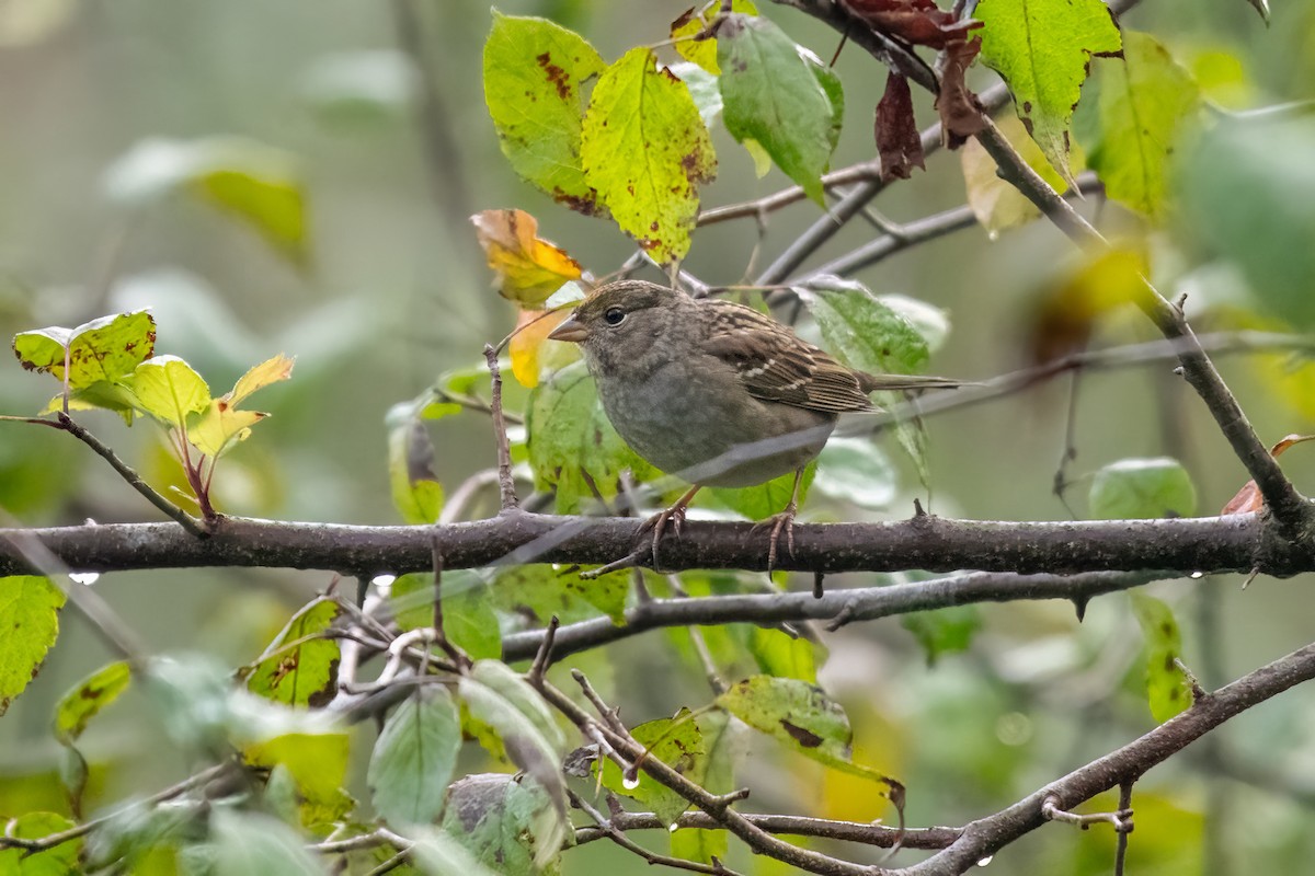 Golden-crowned Sparrow - ML624200478