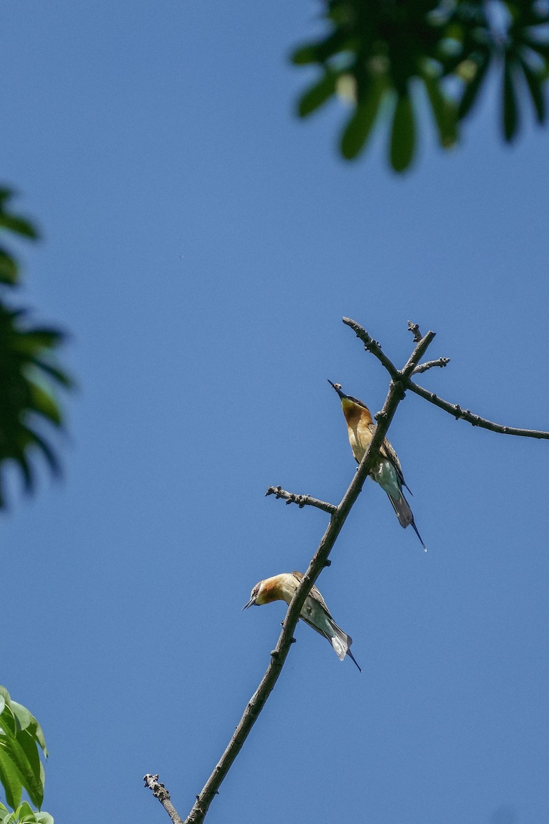 Blue-tailed Bee-eater - ML624200480