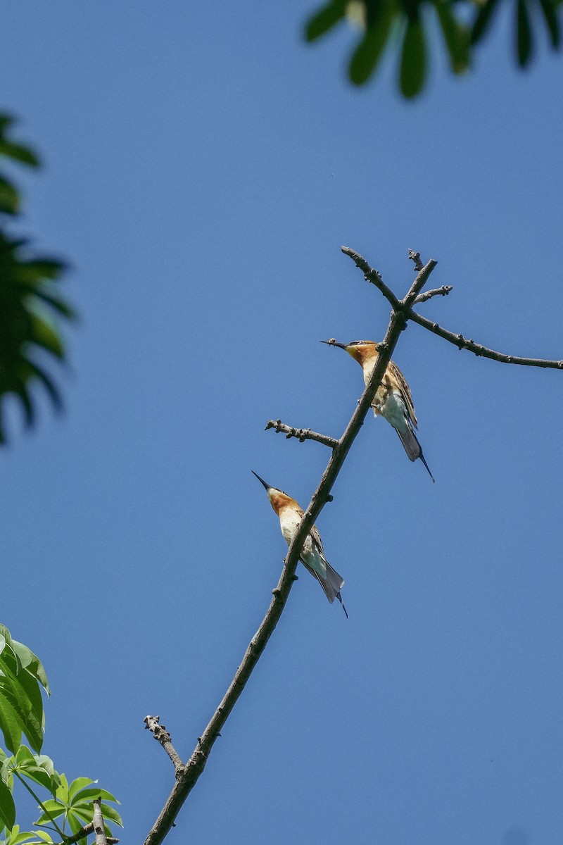 Blue-tailed Bee-eater - ML624200481