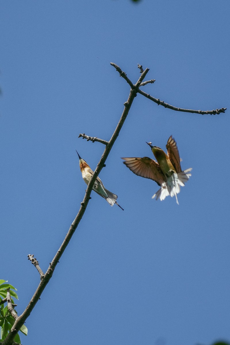 Blue-tailed Bee-eater - ML624200482