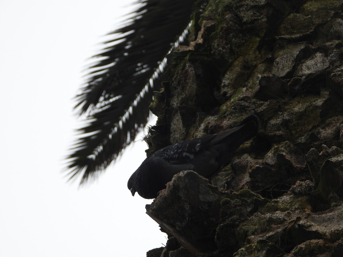 Rock Pigeon (Feral Pigeon) - ML624200483