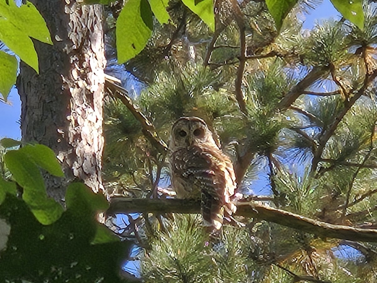 Barred Owl - ML624200484