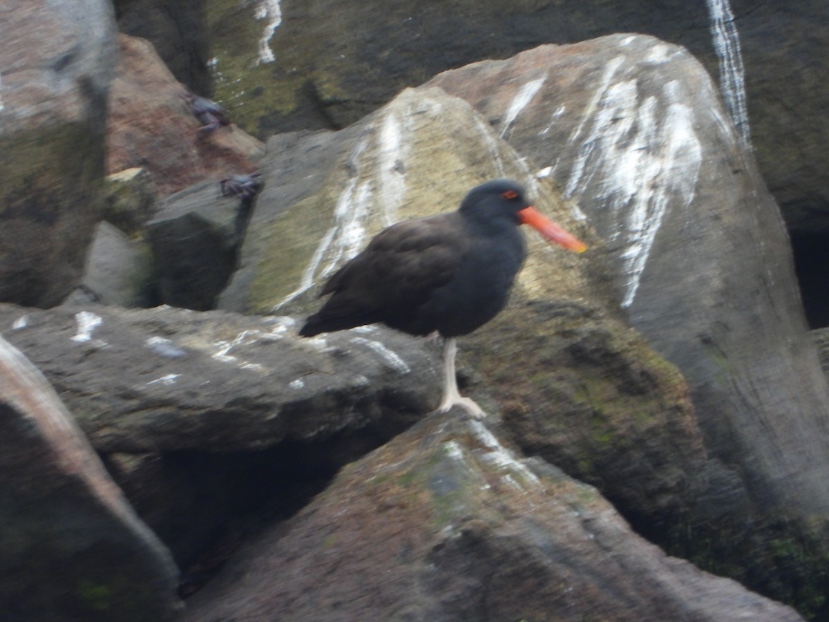 Blackish Oystercatcher - ML624200491