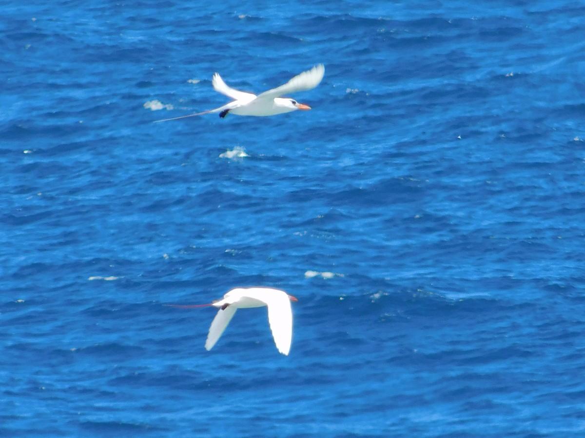 Red-tailed Tropicbird - ML624200494