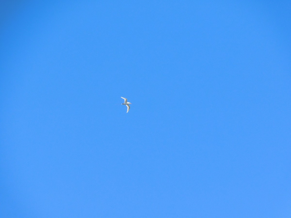 Red-tailed Tropicbird - ML624200495