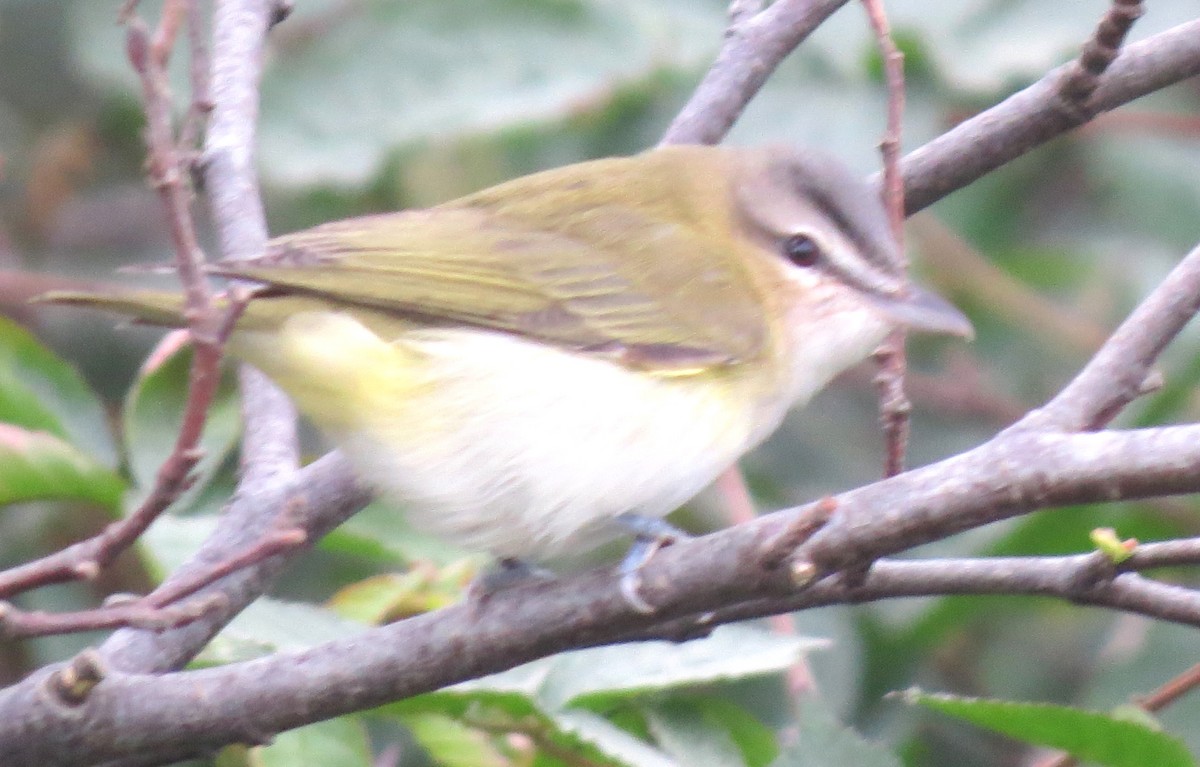 Red-eyed Vireo - ML624200501