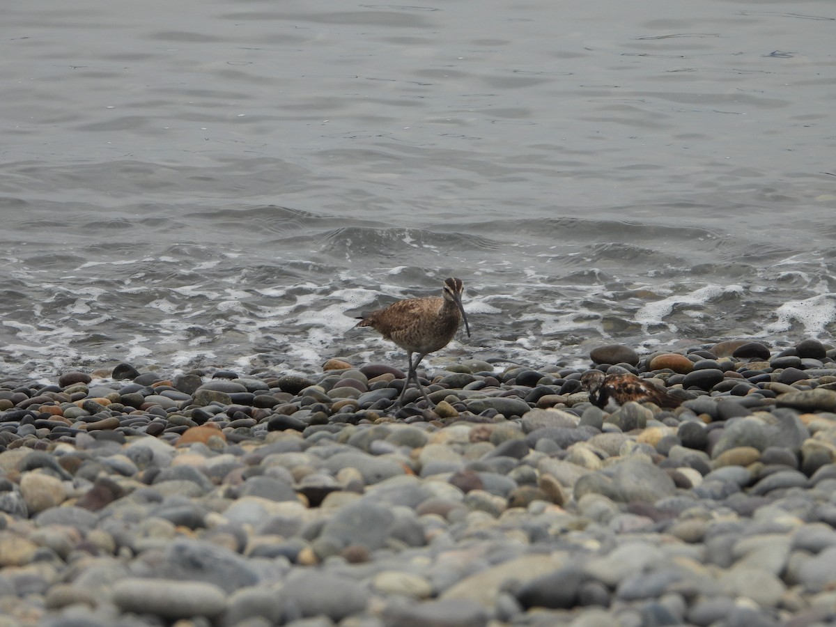 Whimbrel - ML624200503