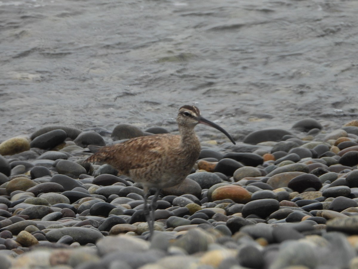 Whimbrel - ML624200504