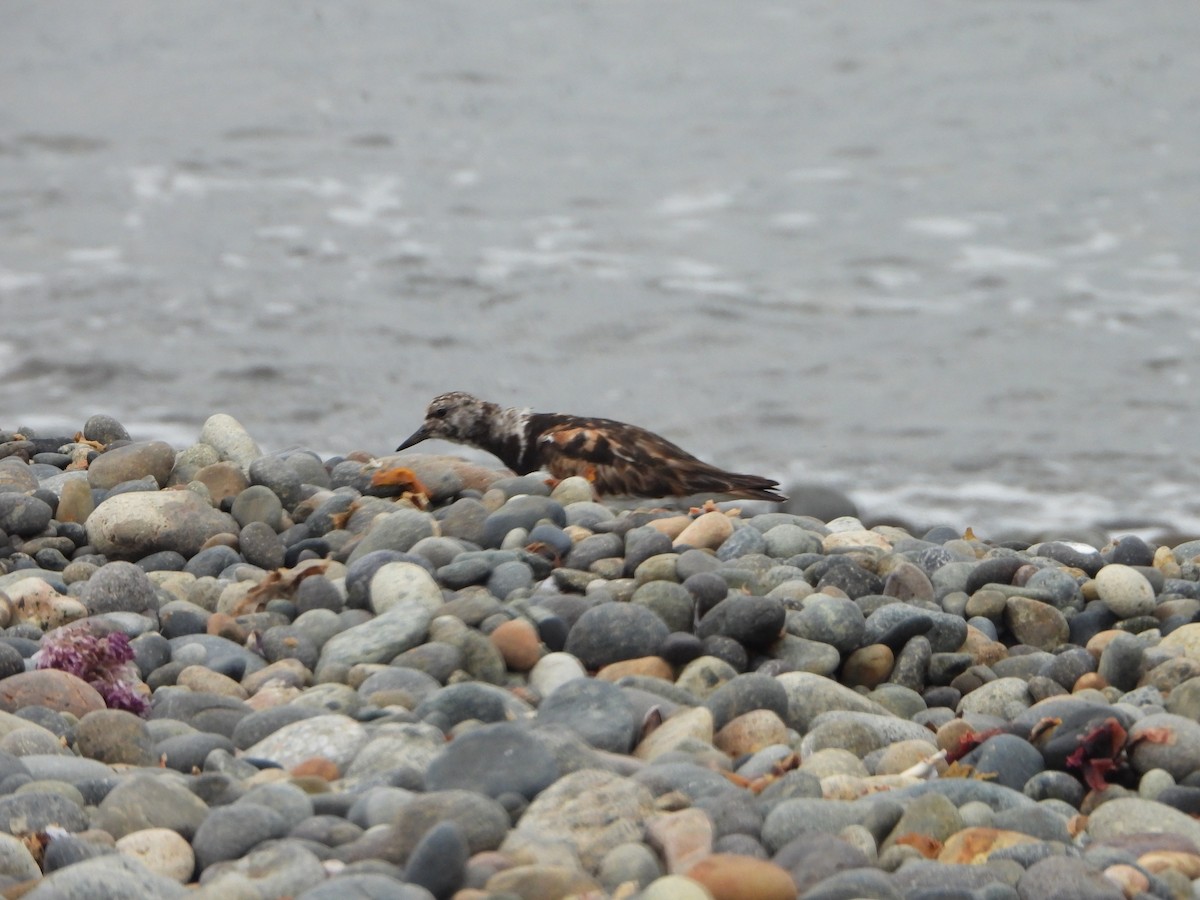 Ruddy Turnstone - ML624200516